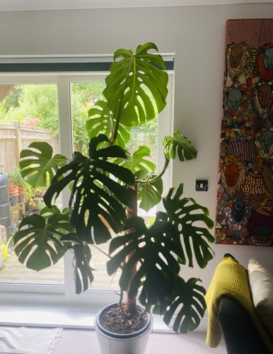 Monster monstera deliciosa - deliciosa, /