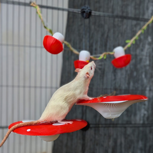 Rat cage shelves mushroom pair - rat,