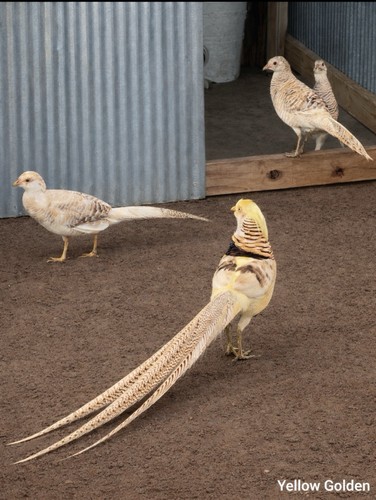 Yellow golden pheasant - *8*,