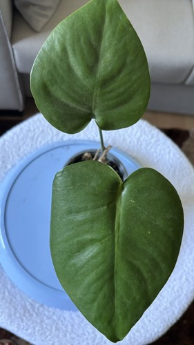 Monstera deliciosa swiss - monstera,