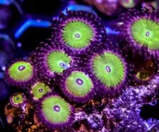 Seeds of Chucky (Chuckies Bride) Zoa Zoanthid Soft Coral Frag Reef (3+ heads) 