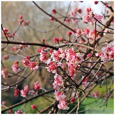 Viburnum Bodnantense 'Dawn' /