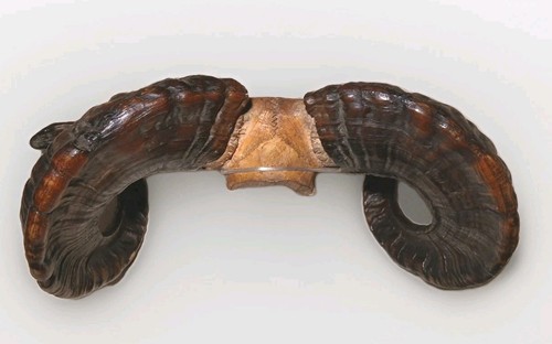 Antique taxidermy ram horns - antique,