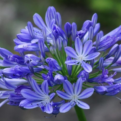 Agapanthus brilliant blue - 'brilliant, blue'