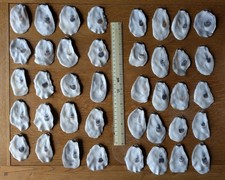 Oyster shells 40 - x,