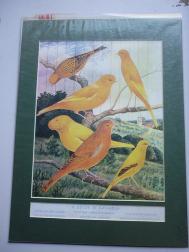 Study canaries canary - ,