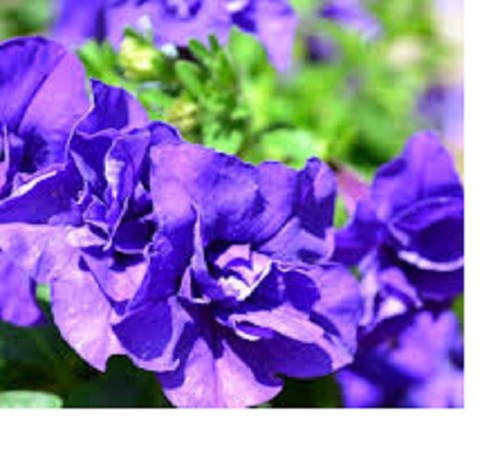 Petunias tumbelina plug - x,
