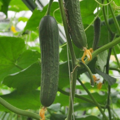 Cucumber plug plants - 6x,