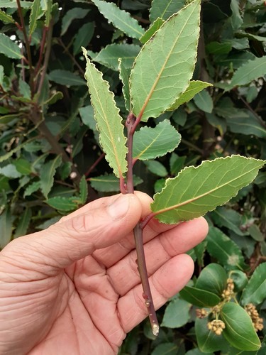 Bay leaf laurus - -, herb