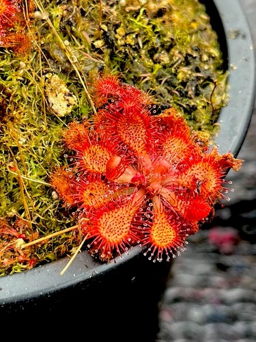 Drosera spatulata round leaf - drosera,