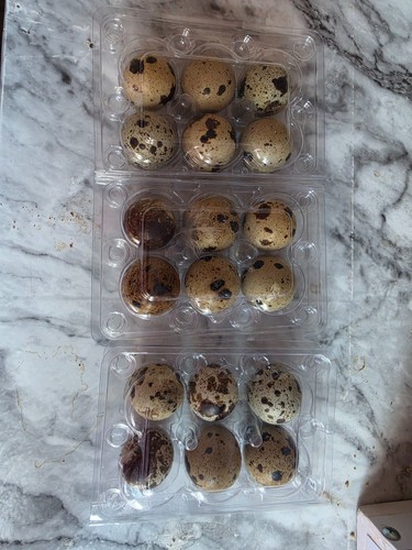Xcoturnix quail eggs fresh - 12,