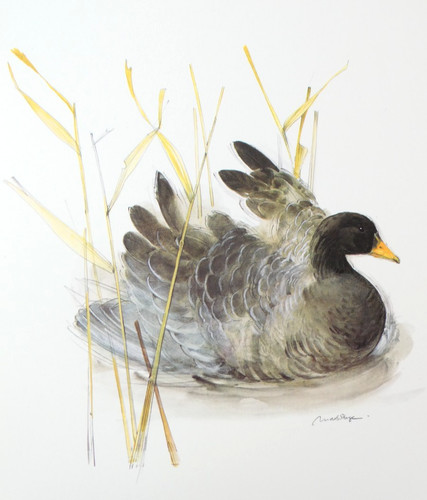 Bean goose bird print mads - bean,