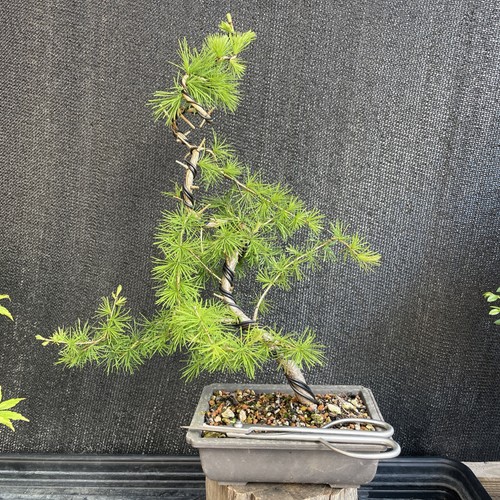 Bonsai tree larch yamadori - tree,