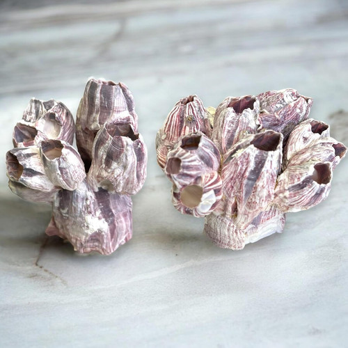 Real barnacles for saltwater - barnacles,