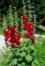 RED HOLLYHOCK FLOWER SEEDS