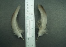 One Pair ~4.5" Farm Raised Extra Select Bronze Mallard Flanks Lot-SF 115