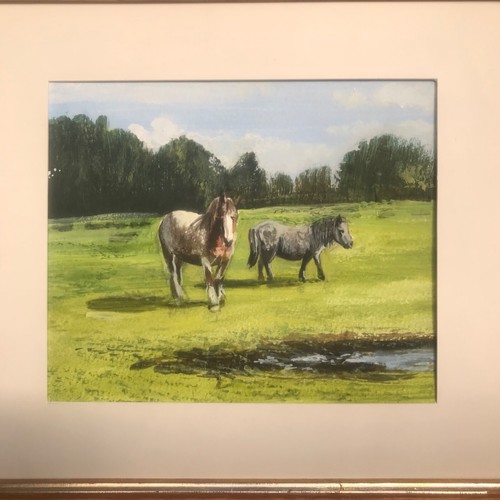 Horse and pony - , field