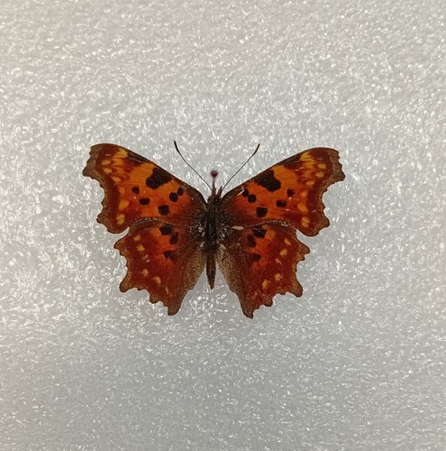 Comma butterfly polygonia - comma,