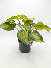 Variegated hosta plant - variegated, 2l