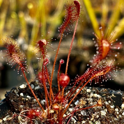 Carnivorous drosera affinis - drosera,