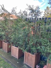 Thuja plicata Hedging tree