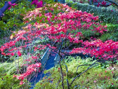Acer pack seeds - 57, of