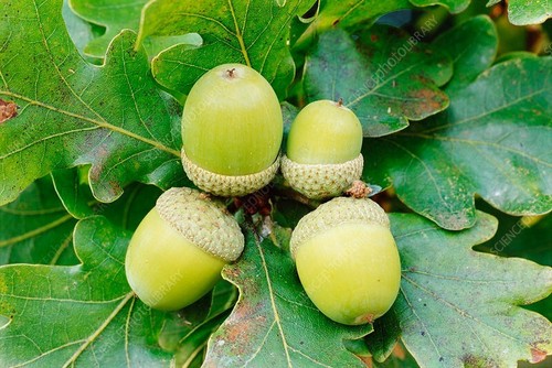 Acorn seeds white - 50,