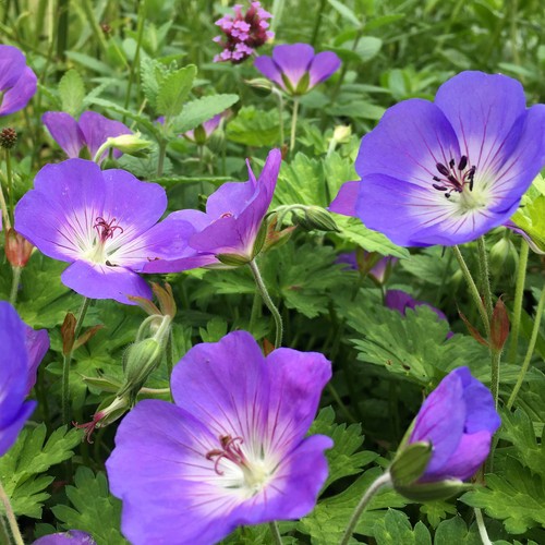 Geranium rozanne perennial - rozanne,