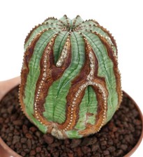 Euphorbia obesa | Baseball plant | Basketball plant -  - Pianta a palla | Pianta