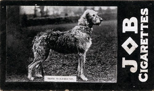Irish wolfhound dog societe - wolfhound,