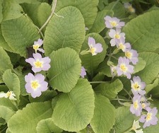 Primula Vulgaris (Primrose)