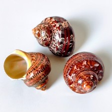 2 pcs Polished Brown Seashell Tapestry Turban Snail Turbo petholatus Decorative