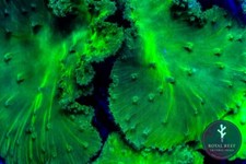 ⚠️🤢Neon Toxic Cabbage Soft Coral Frag Reef 🤢⚠️