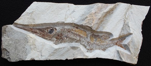 Apateopholis low budget - 41,