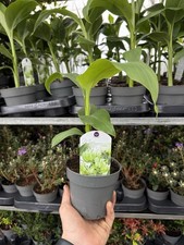 Musa basjoo hardy banana plant - banana,