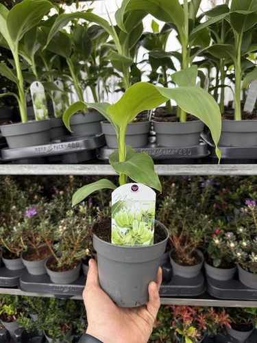 Musa basjoo hardy banana - basjoo,