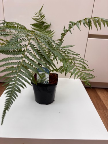 Dicksonia antarctica tree fern - dicksonia,