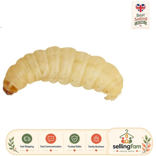 Live waxworms pack - 15g,