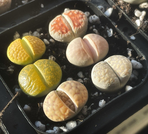 6pcs lithops living stones - lithops,