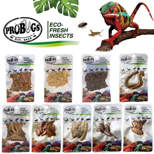Reptile food insects probugs - reptile,