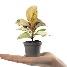 Baby Rubber Plant Ficus Elastica Schrijveriana Mini Indoor House Plant 6cm Pot