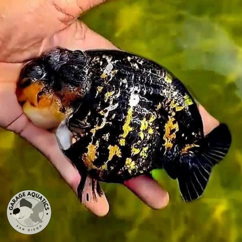 Live premium fancy - fancy, goldfish