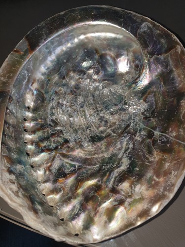 Large abalone paua - paua, shell