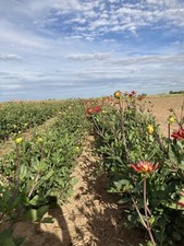 Five Mixed Dahlia Tubers
