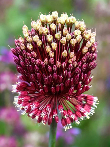 Allium red mohican - 3, x