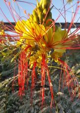 Yellow Paradise Bird - Caesalpinia Gilliesii - 8 Fresh Seeds