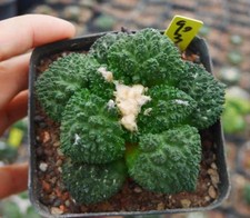 Rare Cacti Ariocarpus 'Godzilla' WYSIWYG Self Rooted Garden Boutique Decor