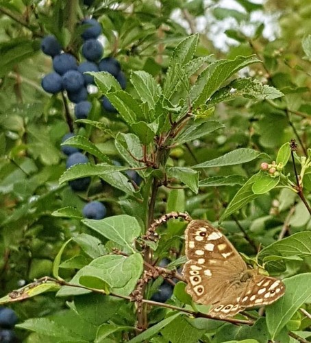Sloe gin tree 30cm fruit - gin,