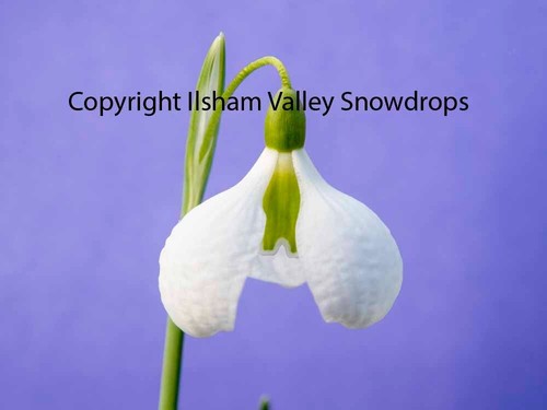 Dormant galanthus diggory - dormant, 'diggory'