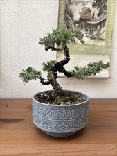 Pre Bonsai Juniper Tree (Blue